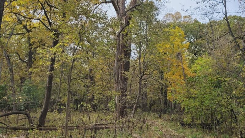 McCormick Woods - North Riverside, IL