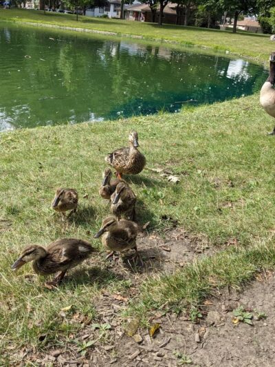 North Riverside Parks & Recreation - North Riverside, IL