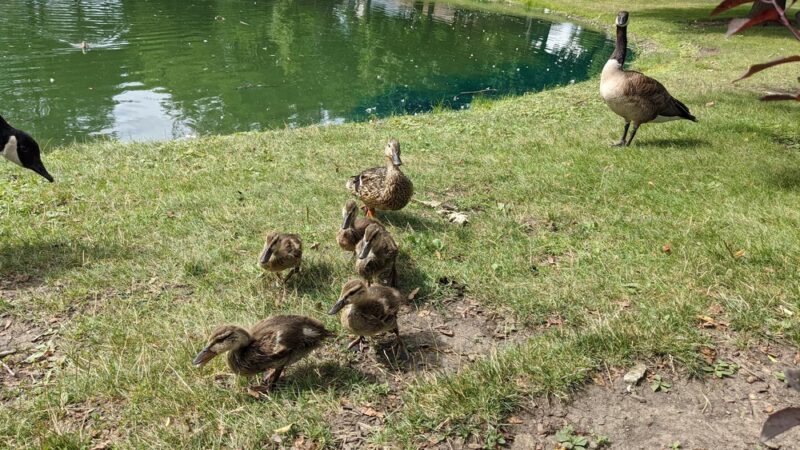 North Riverside Parks & Recreation - North Riverside, IL