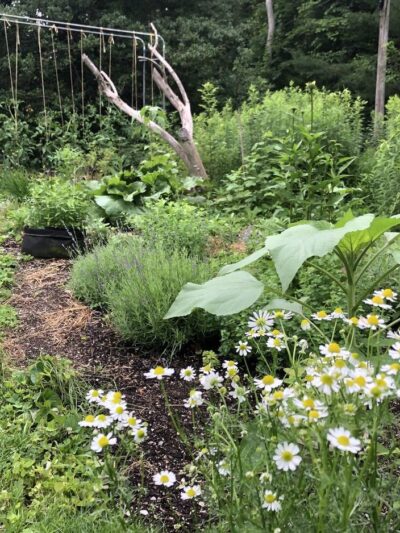 Skydog Farm - North Scituate, RI
