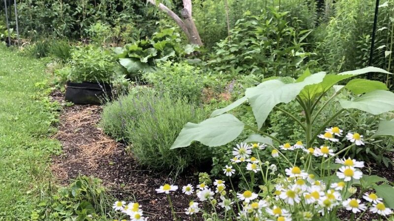 Skydog Farm - North Scituate, RI