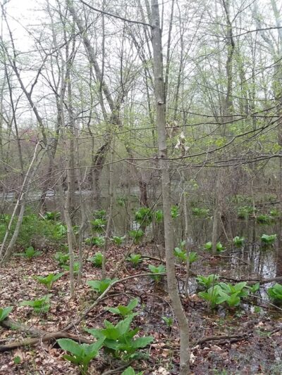 Welah Metekkah Nature Trail - North Webster, IN