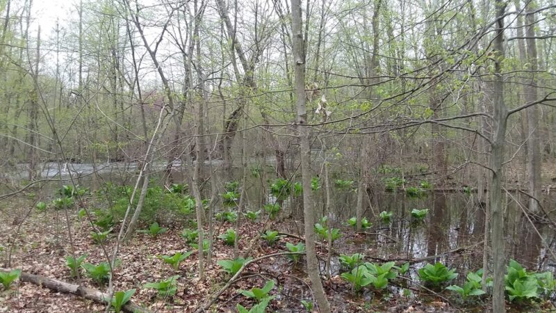 Welah Metekkah Nature Trail - North Webster, IN