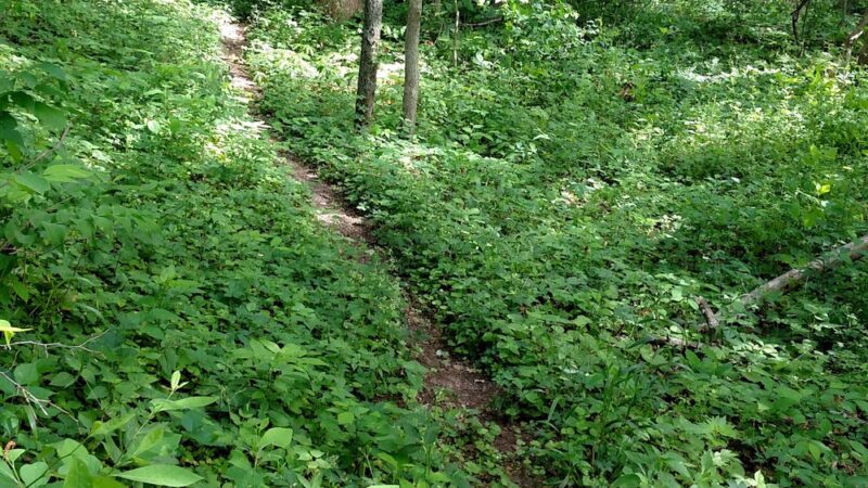 Welah Metekkah Nature Trail - North Webster, IN