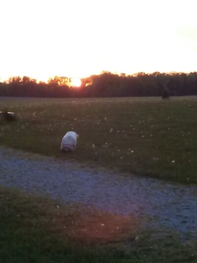 Welah Metekkah Nature Trail - North Webster, IN