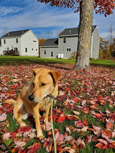 Magic of Paws - North Yarmouth, ME