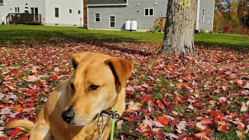 Magic of Paws - North Yarmouth, ME