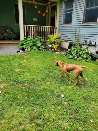 Magic of Paws - North Yarmouth, ME