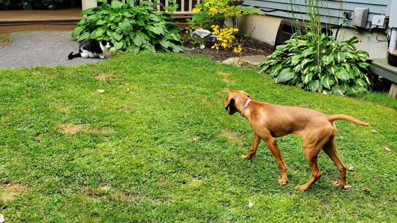 Magic of Paws - North Yarmouth, ME