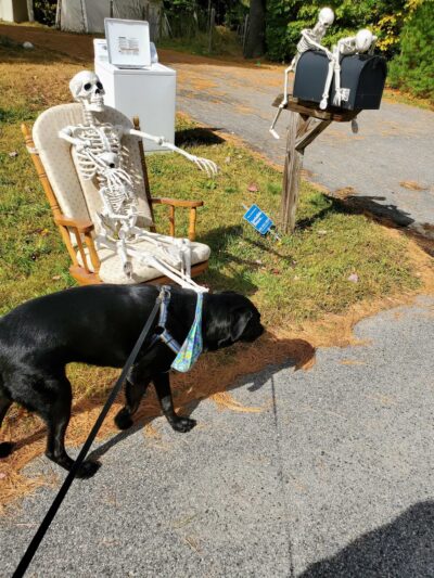 Magic of Paws - North Yarmouth, ME