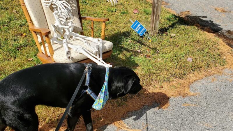 Magic of Paws - North Yarmouth, ME
