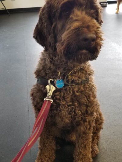 Animal Alliances, LLC - Northampton, MA