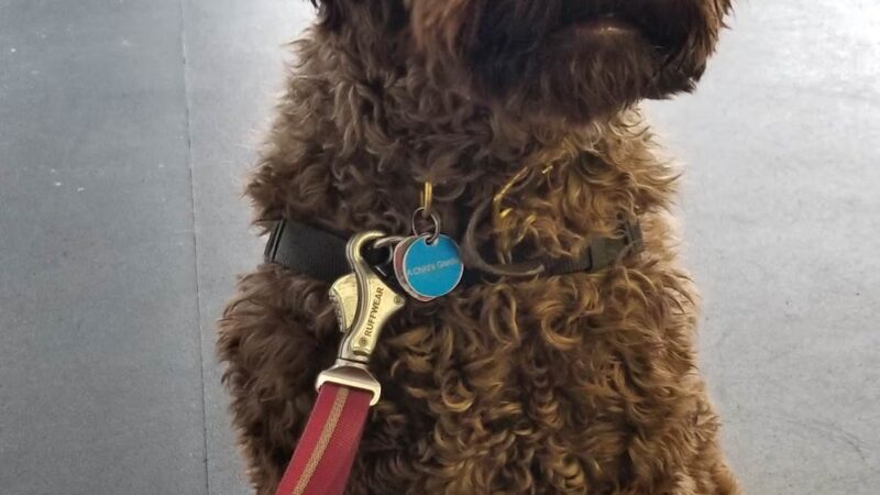 Animal Alliances, LLC - Northampton, MA