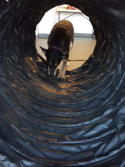 Animal Alliances, LLC - Northampton, MA