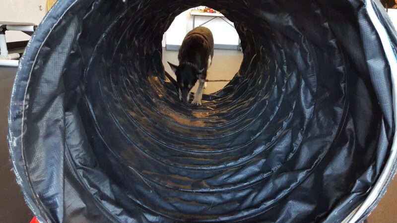 Animal Alliances, LLC - Northampton, MA