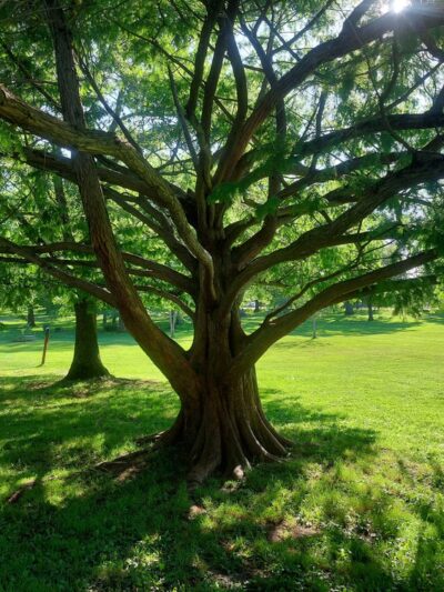 Childs Park - Northampton, MA