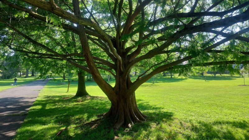 Childs Park - Northampton, MA