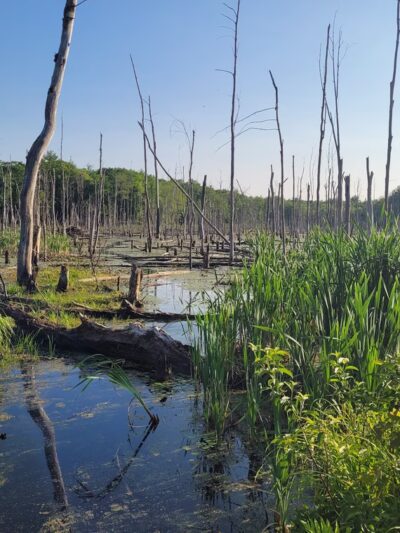 Fitzgerald Lake Conservation Area - Northampton, MA