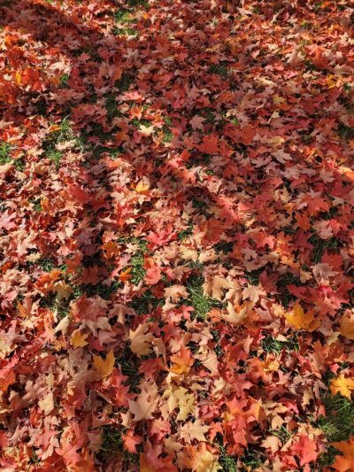 Sheldon Field - Northampton, MA