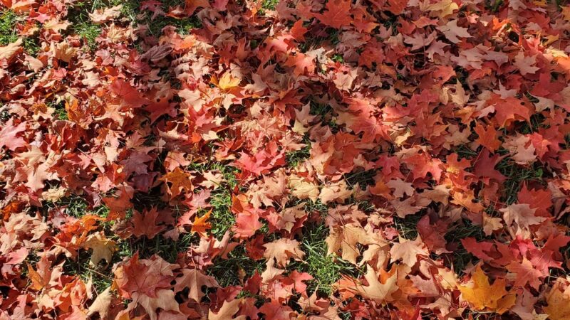 Sheldon Field - Northampton, MA