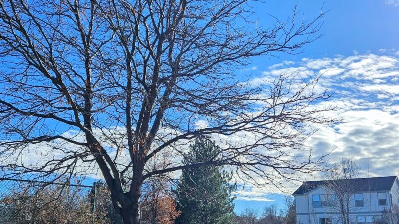 Central Park - Northglenn, CO