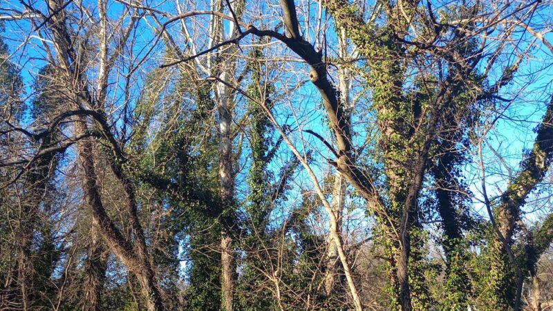 Overlook Park - Northwood, MD