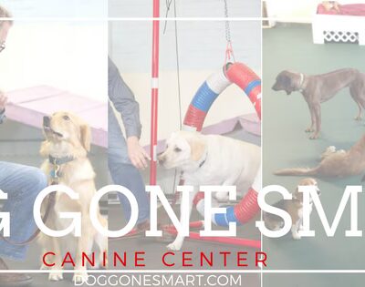 Dog Gone Smart - Norwalk, CT
