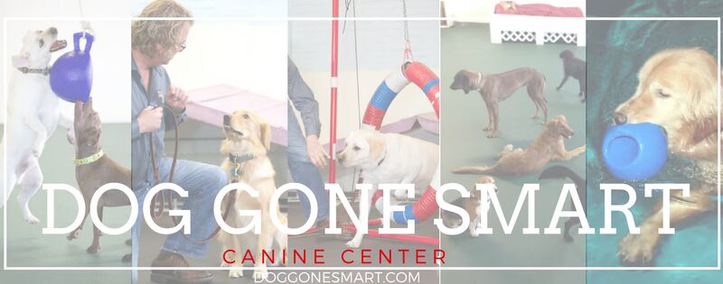 Dog Gone Smart - Norwalk, CT
