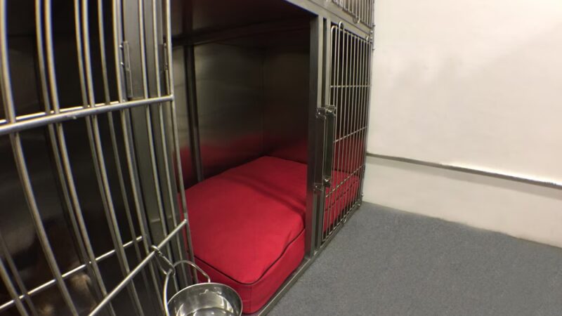 Dog Gone Smart - Norwalk, CT