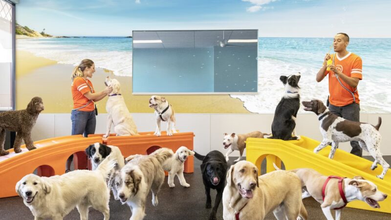 Dogtopia of Norwalk - Norwalk, CT