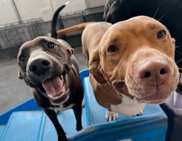 Dogtopia of Norwalk - Norwalk, CT