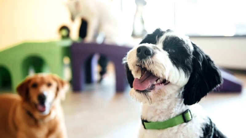 Dogtopia of Norwalk - Norwalk, CT