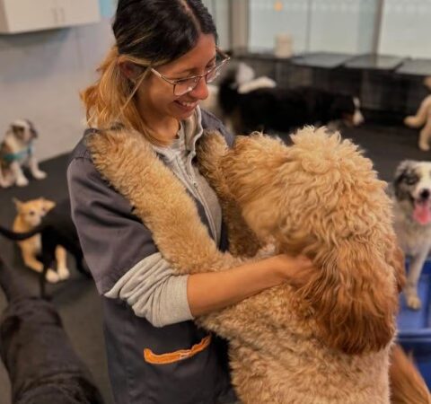 Dogtopia of Norwalk - Norwalk, CT