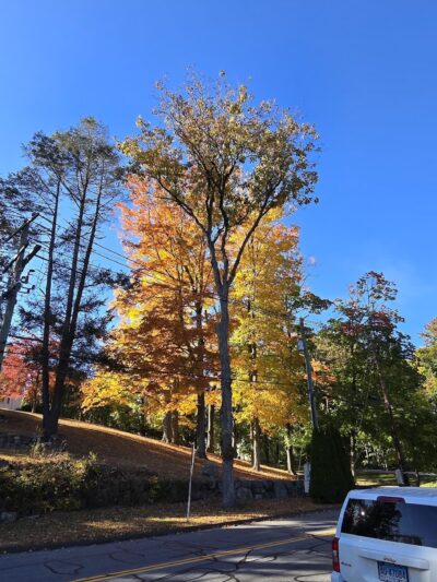 Mill Pond Park - Norwalk, CT