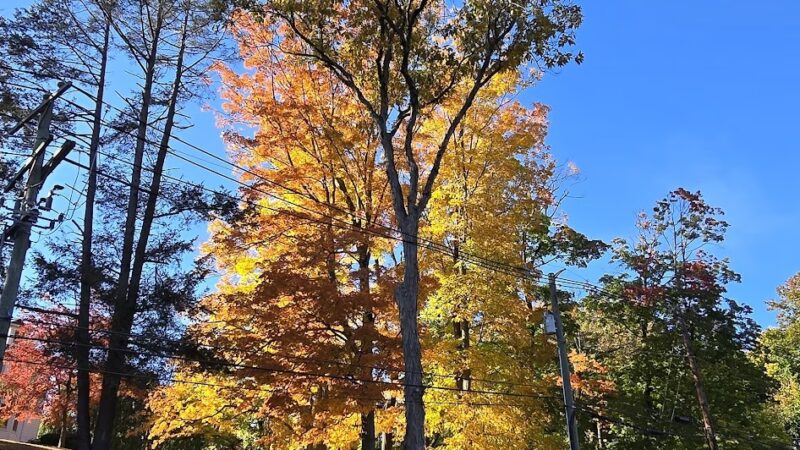 Mill Pond Park - Norwalk, CT