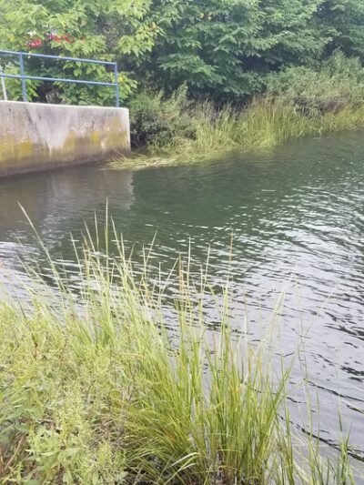 Mill Pond Park - Norwalk, CT