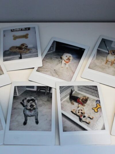 The Bark Club - Norwalk, CT