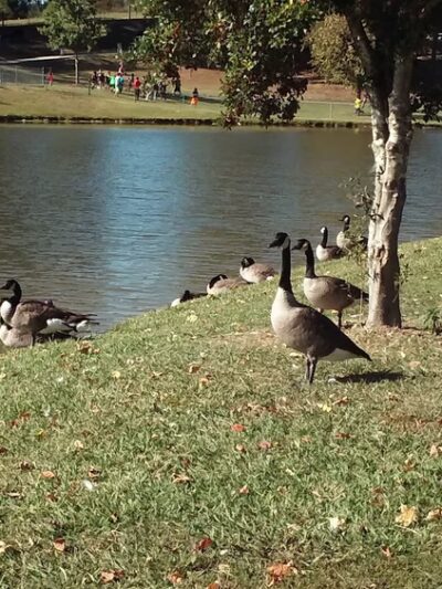 Norwood Park - Norwood, NC