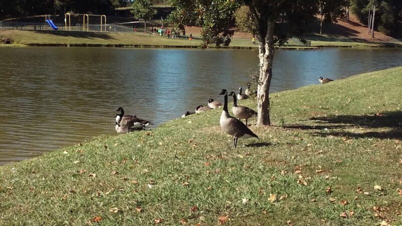Norwood Park - Norwood, NC