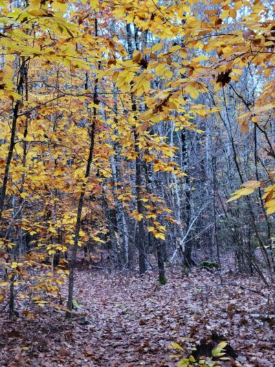 Terninko Boulder Loop Trail: - Nottingham, NH
