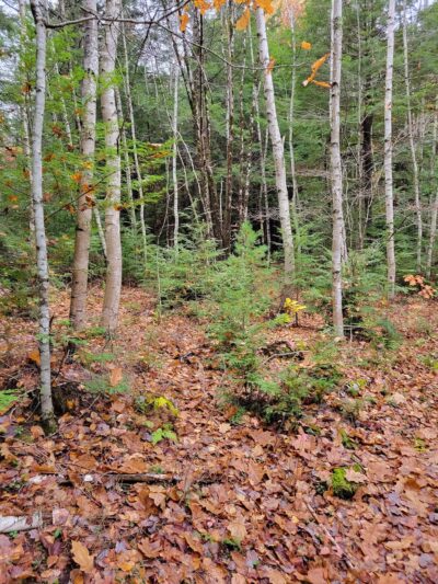 Terninko Boulder Loop Trail: - Nottingham, NH