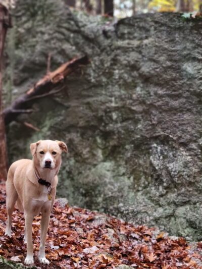 Terninko Boulder Loop Trail: - Nottingham, NH