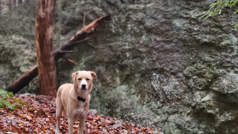 Terninko Boulder Loop Trail: - Nottingham, NH