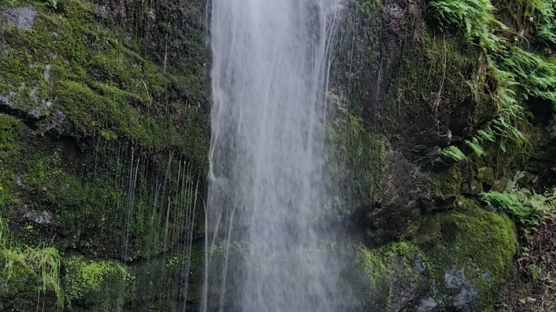 Buck Gulch Falls Trail - Novato, CA