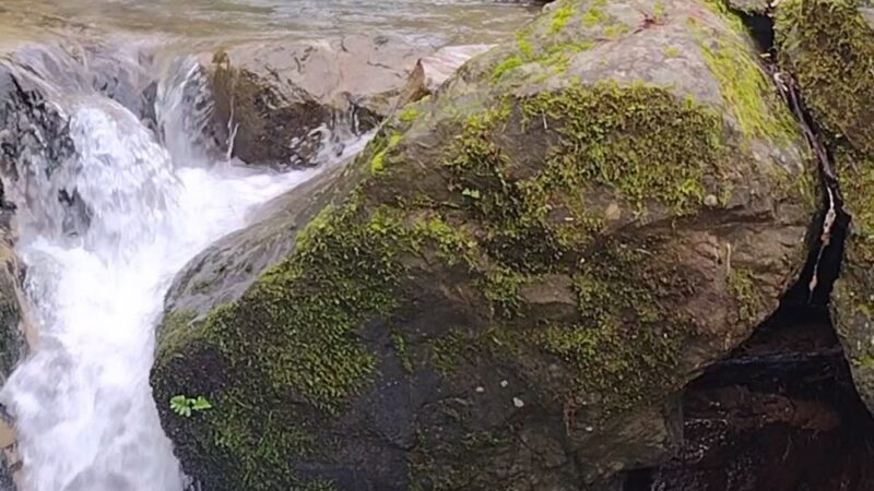 Buck Gulch Falls Trail - Novato, CA