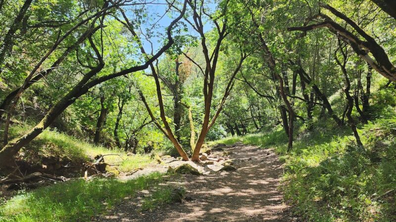 Buck Gulch Falls Trail - Novato, CA