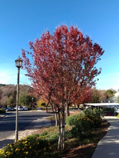 Clark A Blasdel Park - Novato, CA