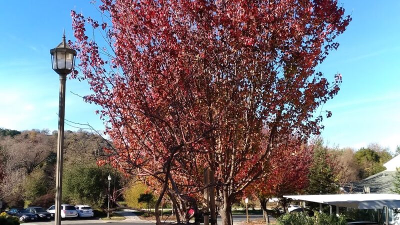 Clark A Blasdel Park - Novato, CA