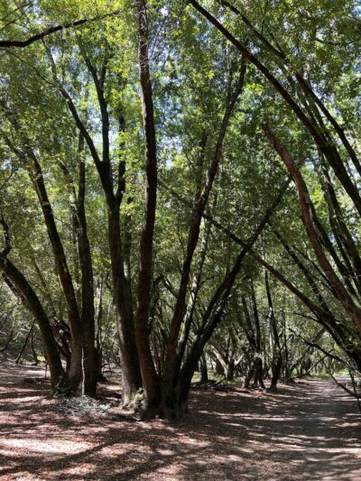 Indian Valley Preserve Trailhead - Novato, CA
