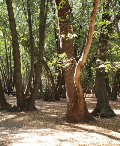 Miwok Park - Novato, CA